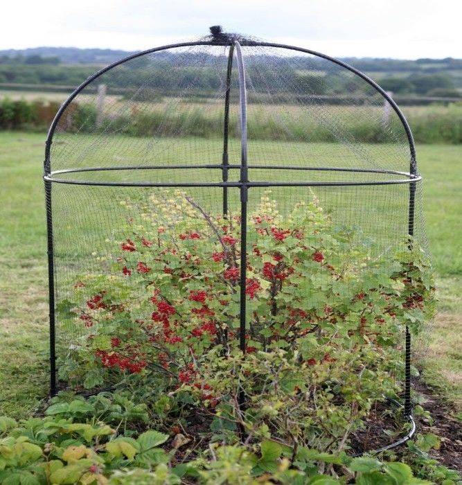 Heavy Duty Pea And Bean Netting Harrod Horticultural