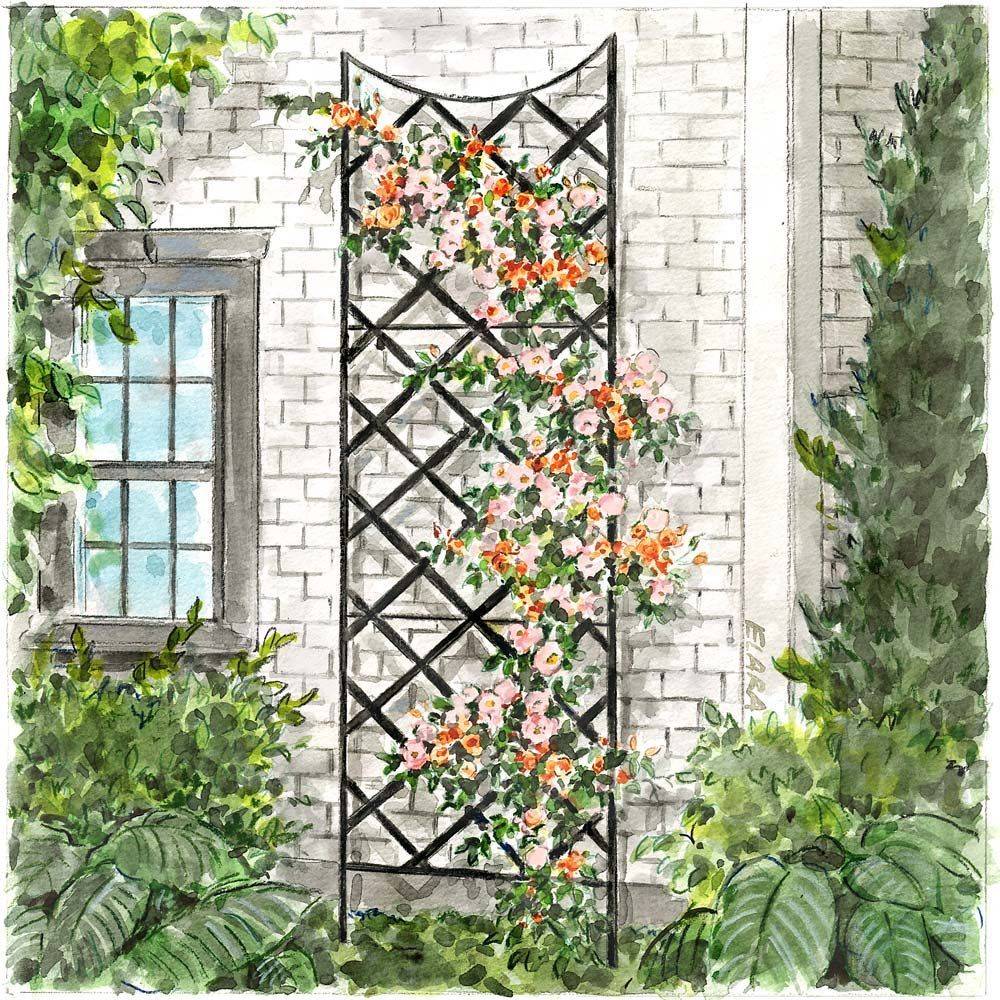 Beautiful Trellis Fence And Screen Ideas