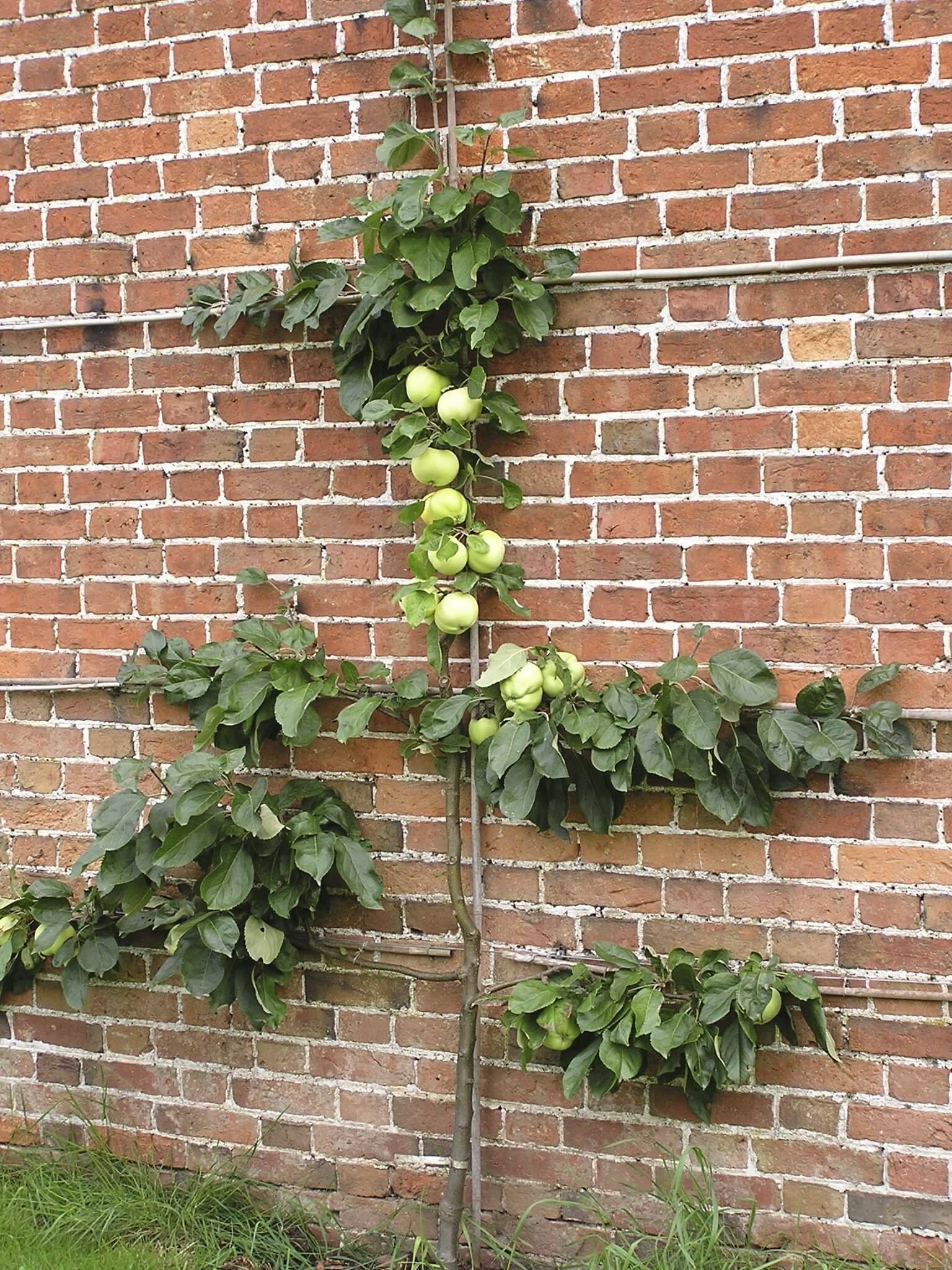 H Potter Metal Garden Trellis Unique Gift Idea