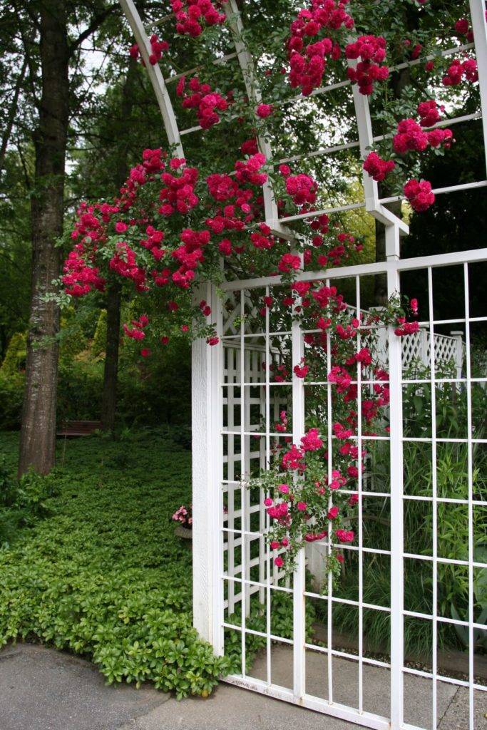 Metal Garden Trellis Harrod Horticultural
