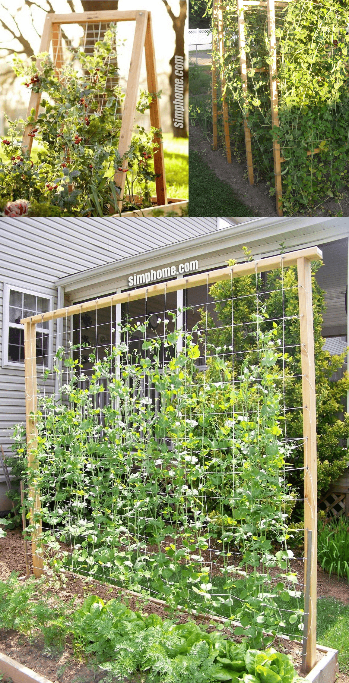Vegetable Trellis Garden