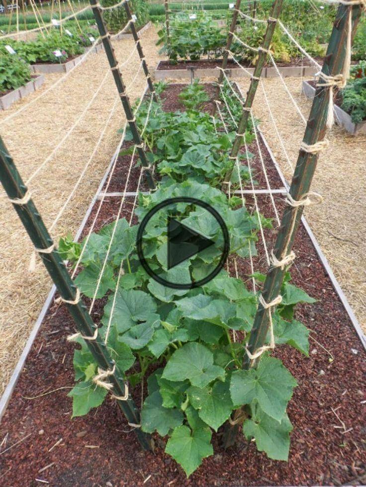 Easy Diy Cucumber Trellis Ideas