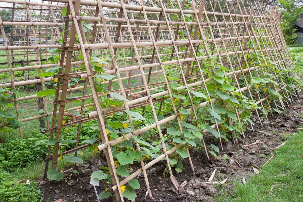 Easy Diy Cucumber Trellis Ideas