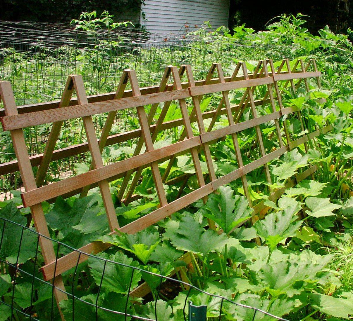 Cucumber Trellis Cucumber Trellis Trellis Cucumber