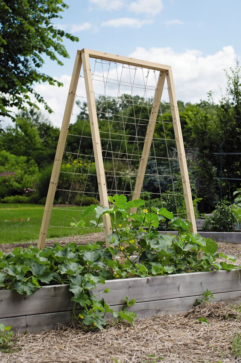 An Eyecatching Bean Trellis