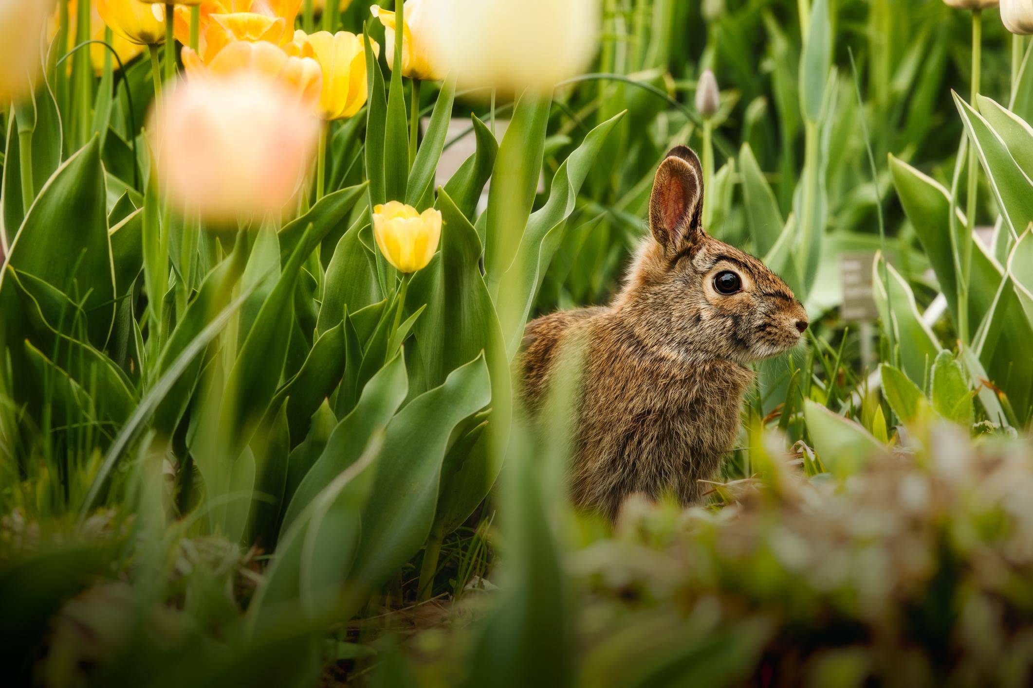 Bunny Love Garden Sculpture