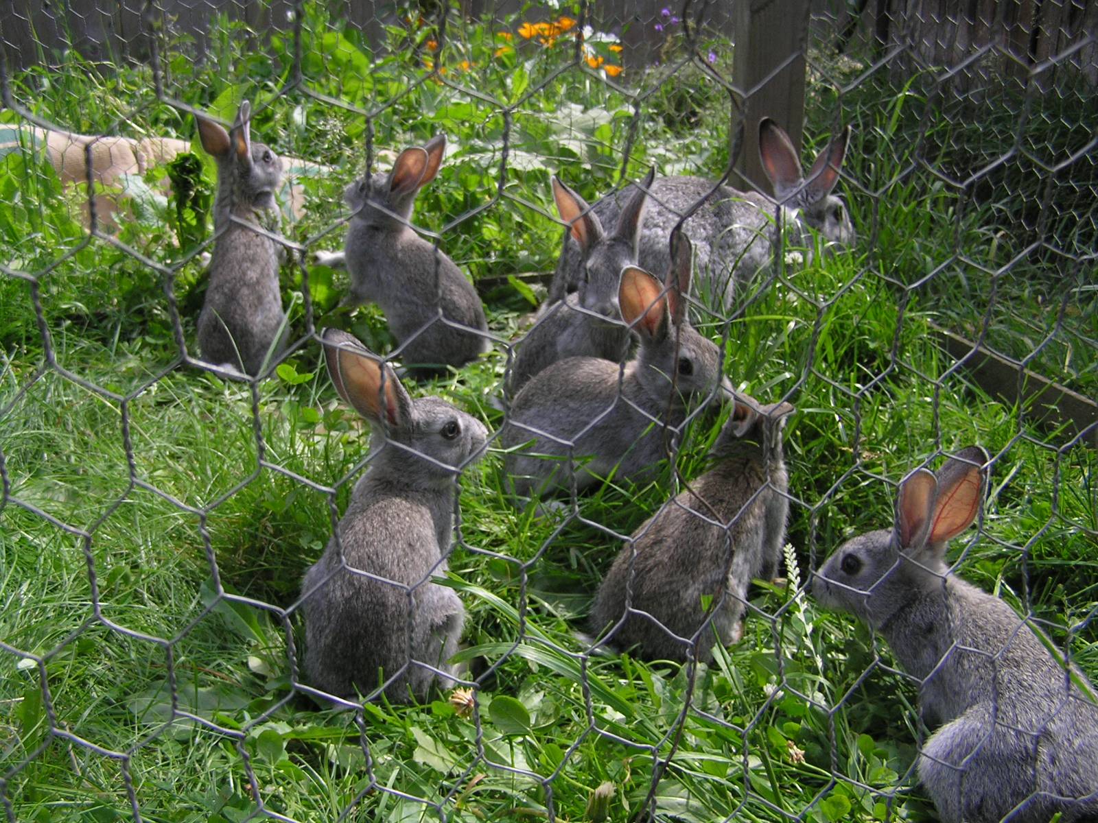 Garden Bunny Garden Inspiration