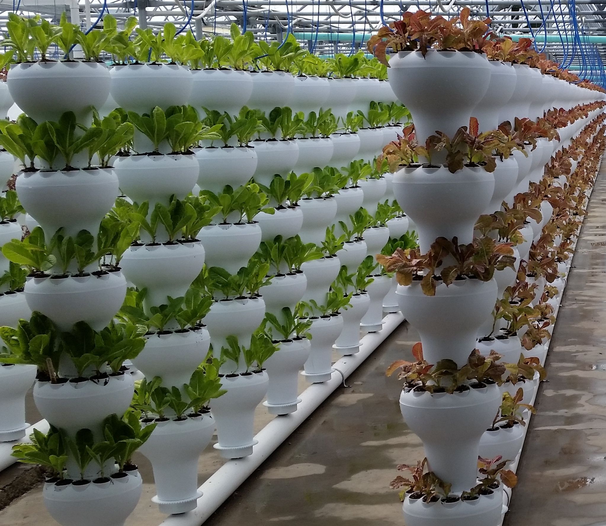 Vertical Hydroponic Gardening Setup Ideas Advantages