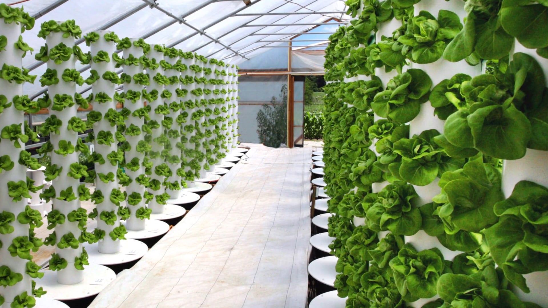 Simple Hydroponic Garden Ideas