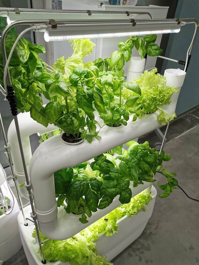 Hydroponic Vegetable Garden Kit Home And Garden Designs