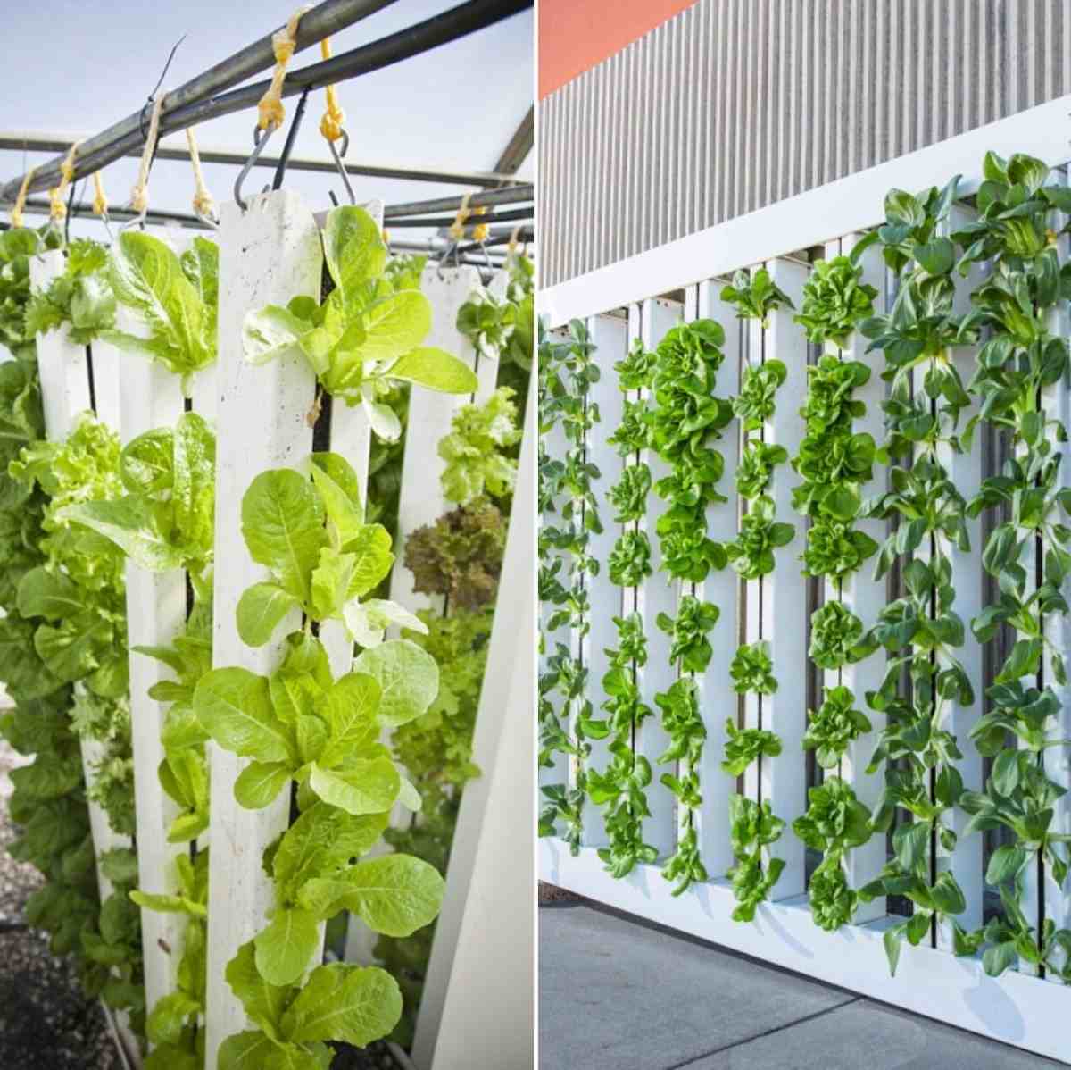 Hydroponic Garden Out Of Pvc Garden Design