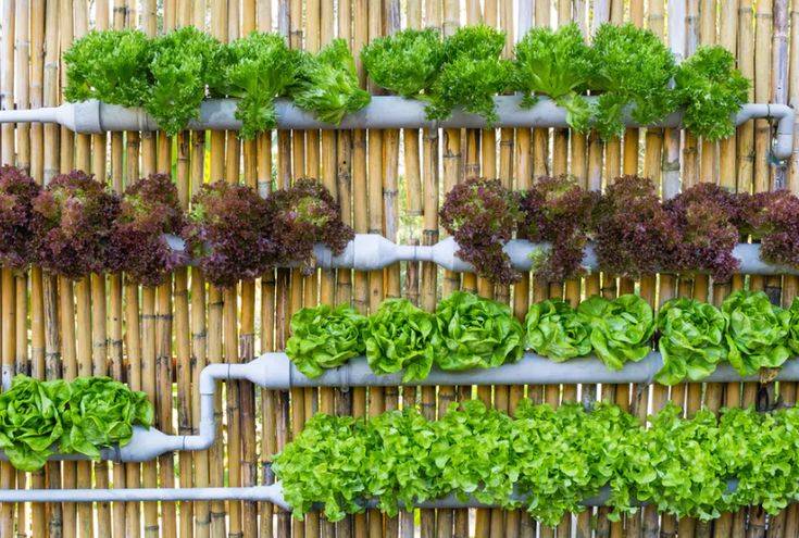 Favourite Vegetable Hydroponic Garden Ideas