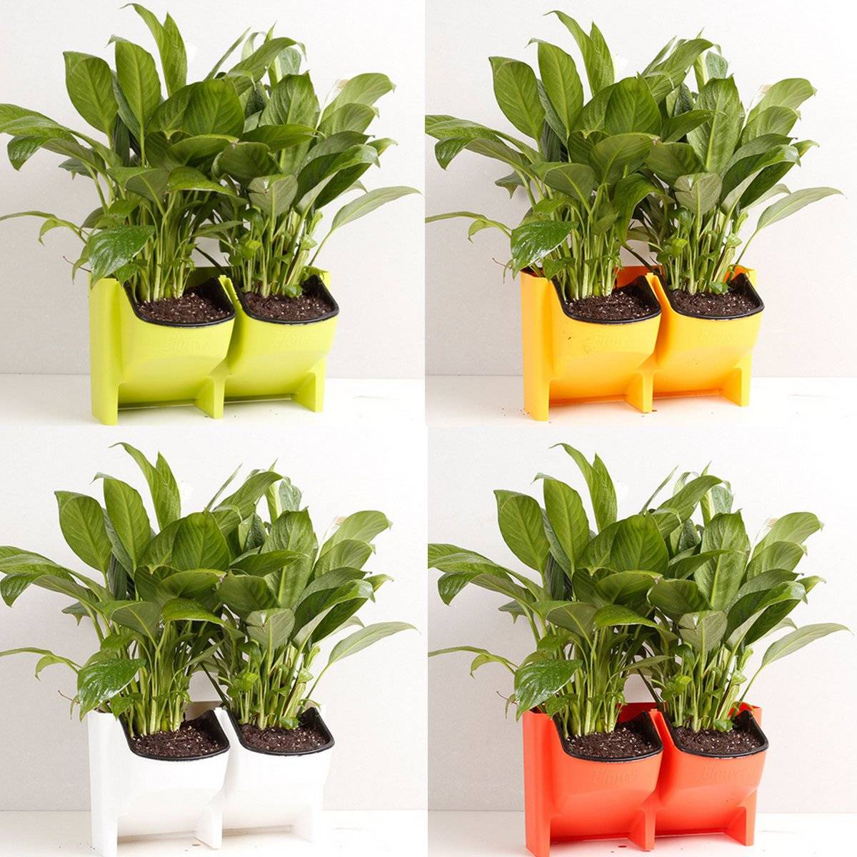 A Very Special Wall Planter