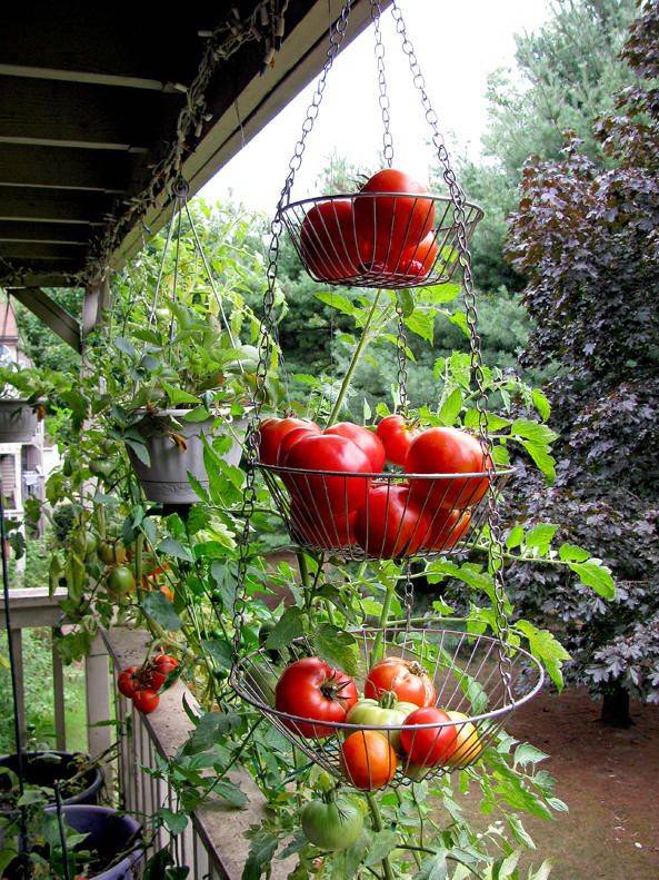 Deck Vegetable Garden Ideas