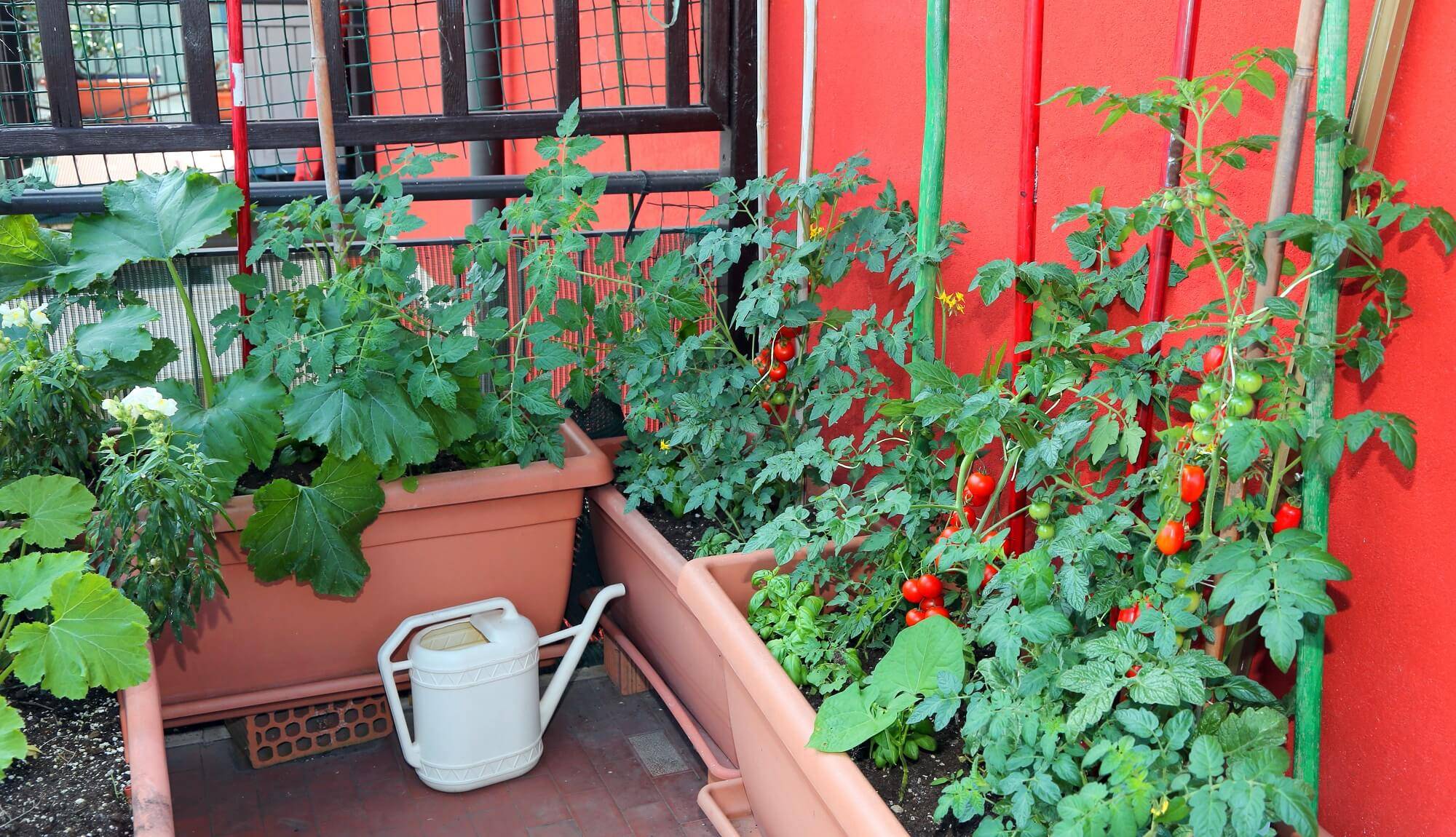 Growing A Vegetable Garden