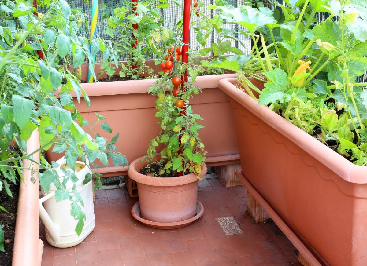 A Florida Vegetable Garden