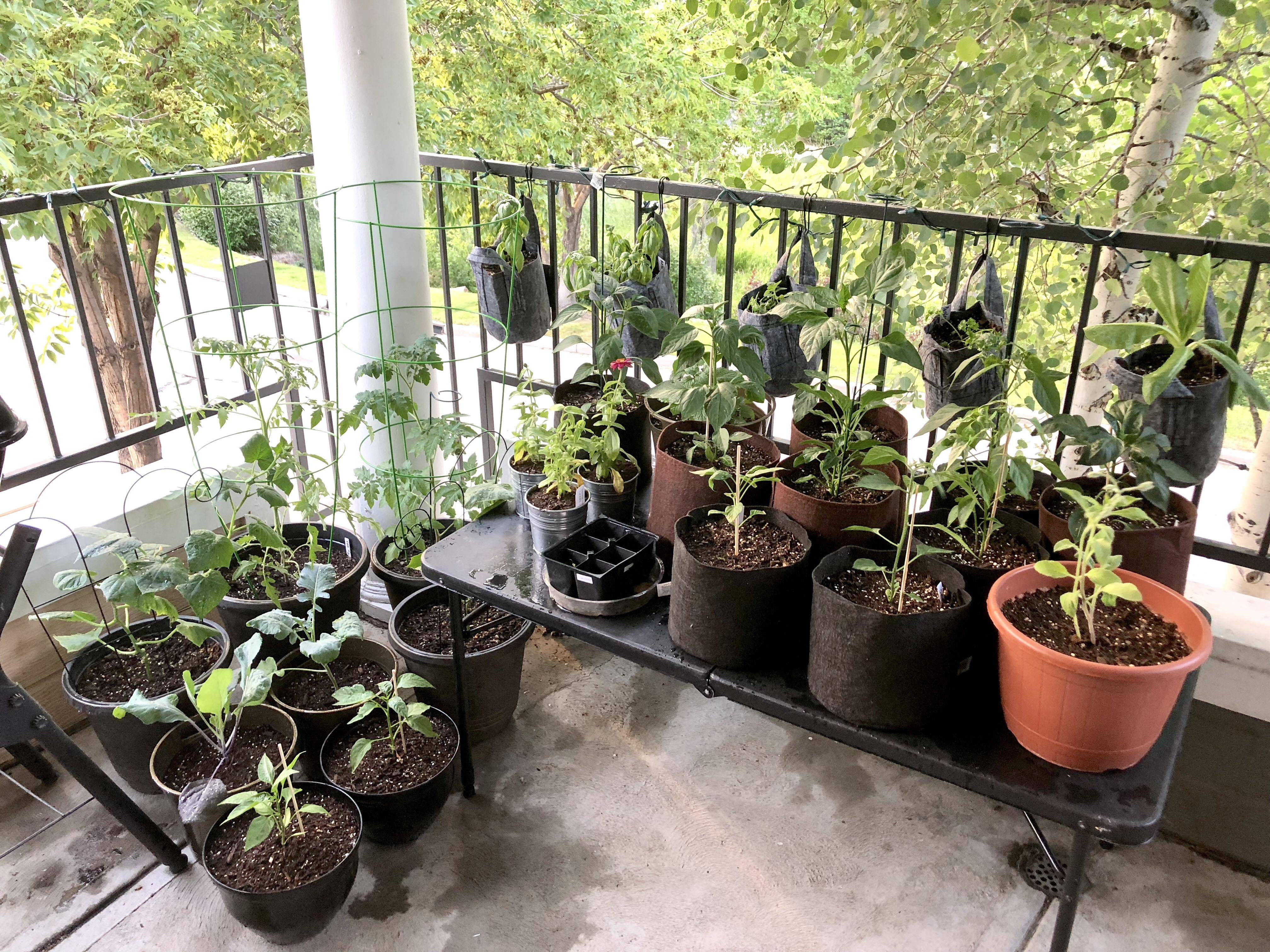 Container Gardens