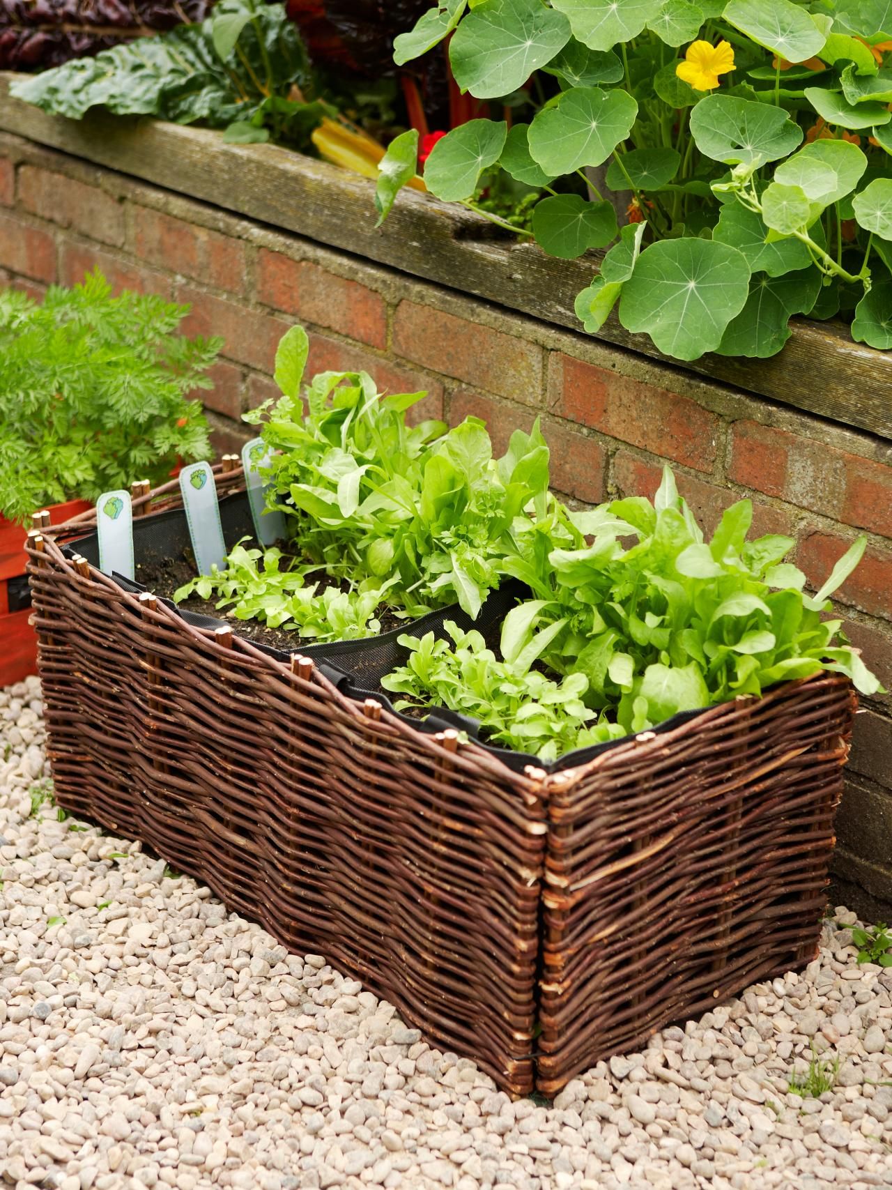 Apartment Container Gardening
