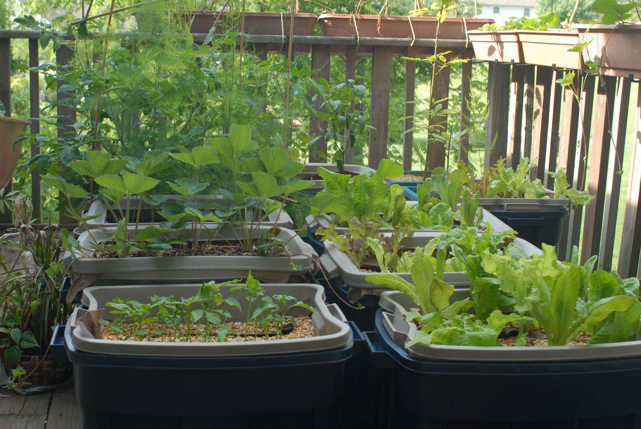 Container Gardening Ideas for Canadian Apartments - Featured Image