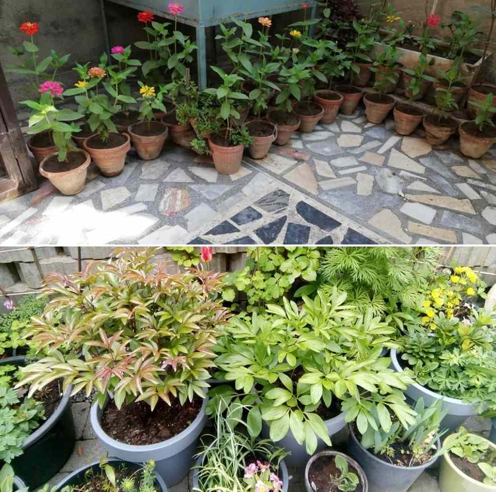 Apartment Herb Garden Ideas