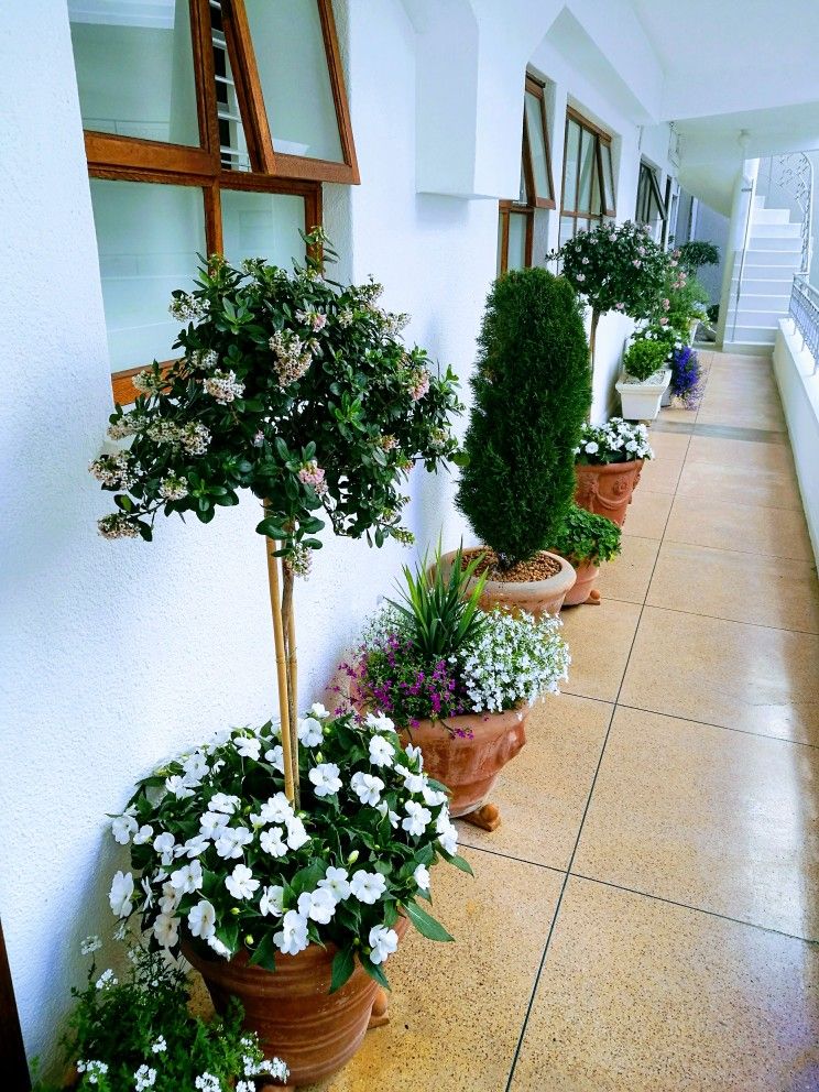 Container Gardening Tips