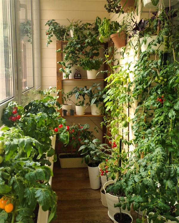 A Container Garden Apartment Therapy