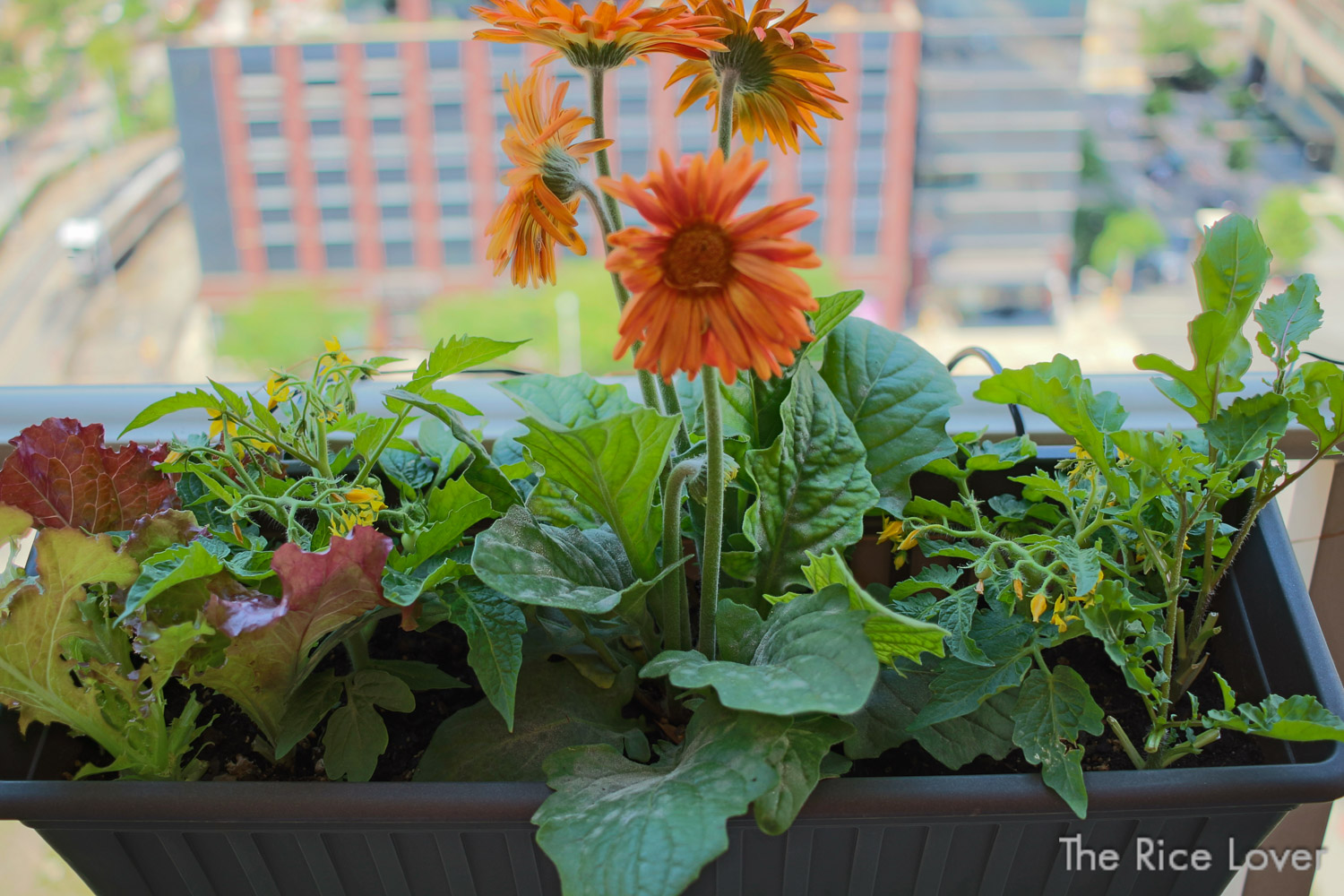 Container Gardening Apartment Gardening Ideas
