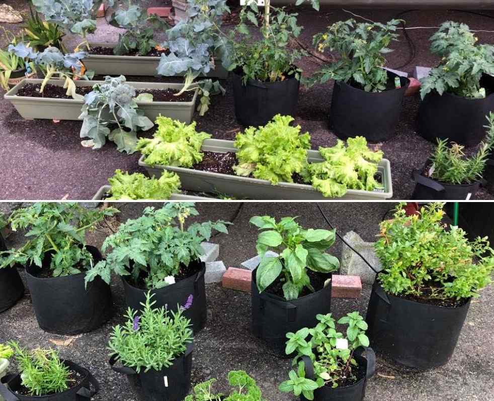 Small Space Gardening Tips