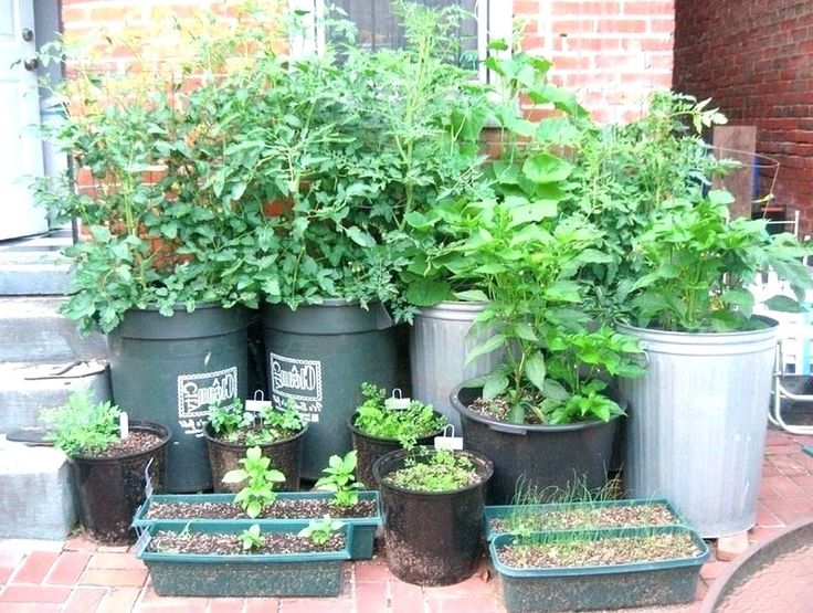 Springseasoncontainergardenideas