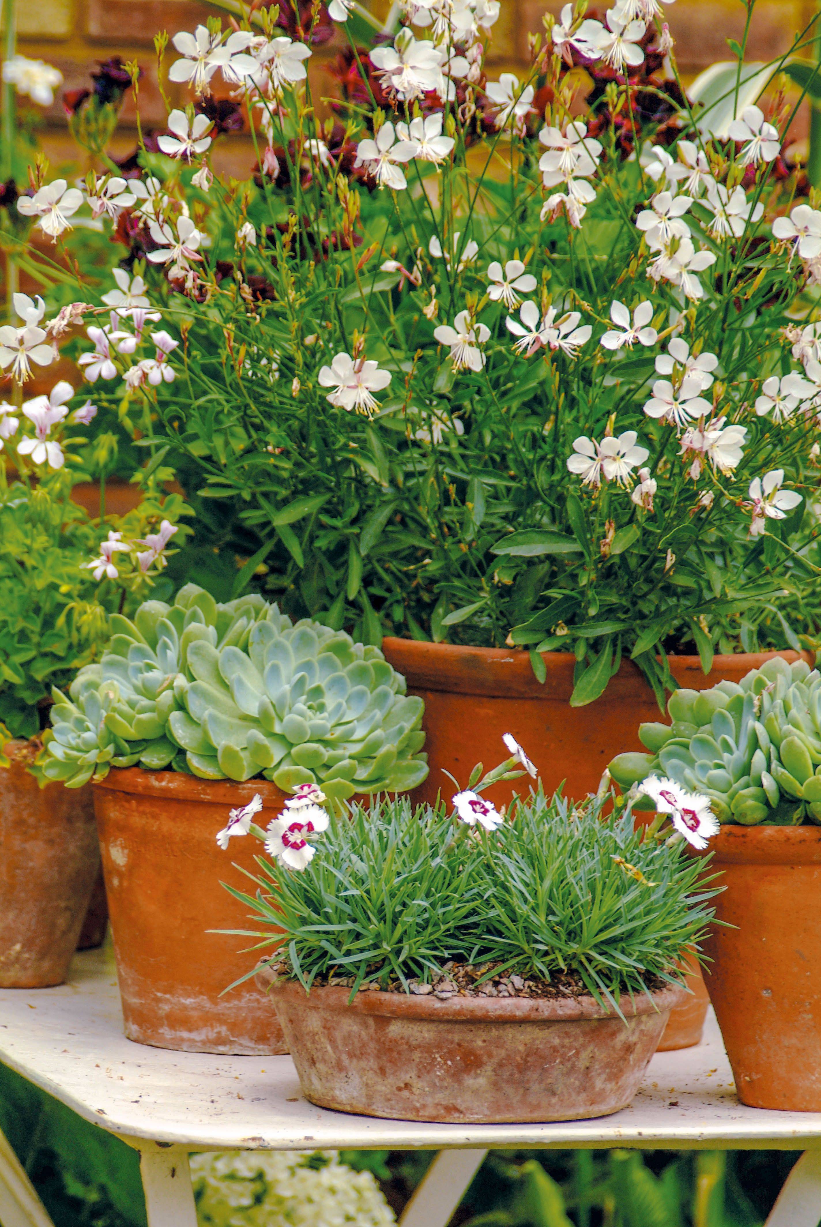 Diy Potted Herb Garden Ideas Simphome