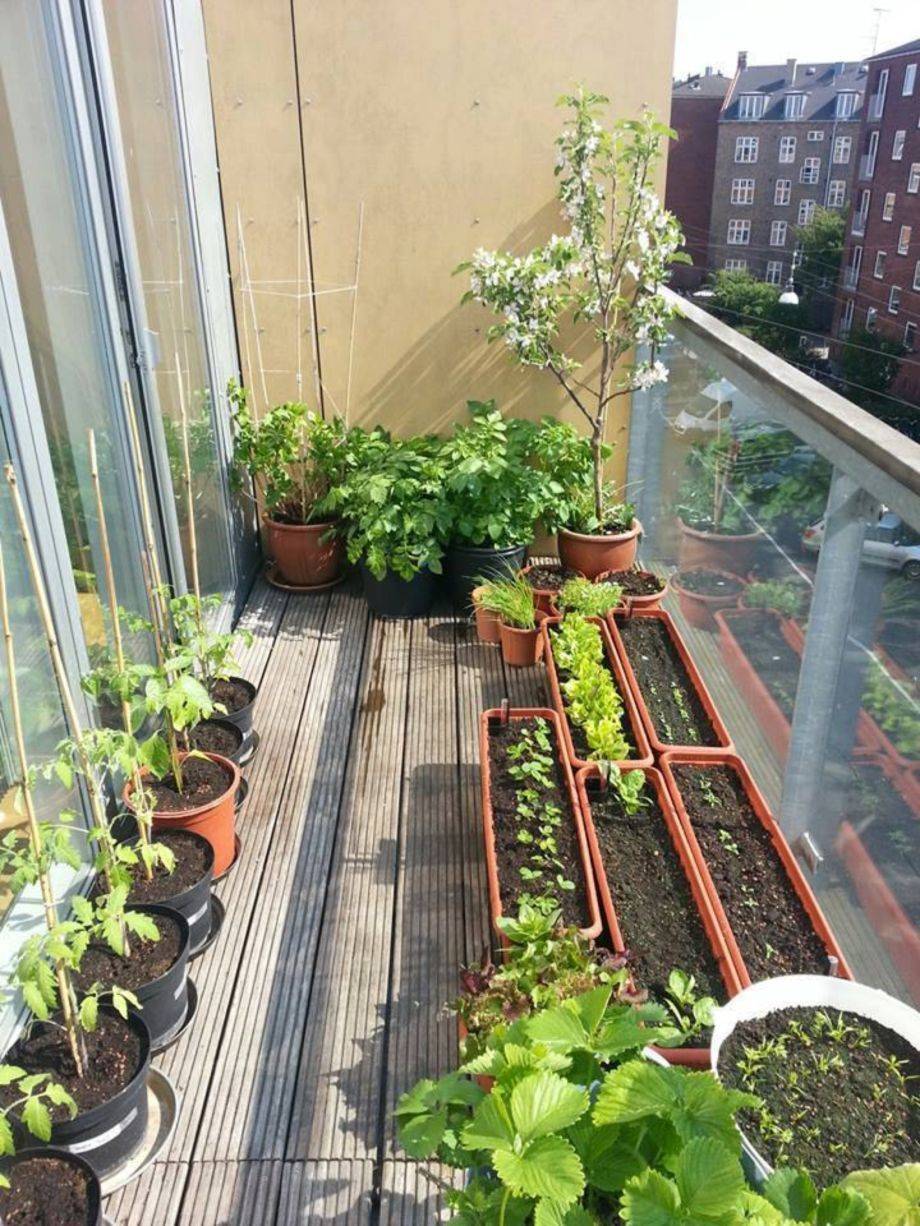 Favourite Indoor Garden