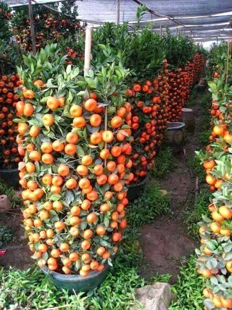 Florafelt Vertical Garden Systems