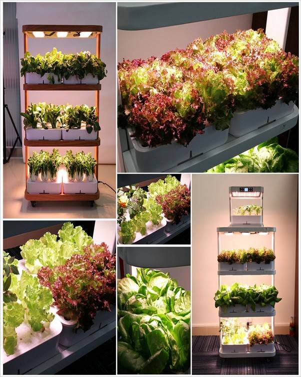 Beautiful Small Vegetable Garden Design