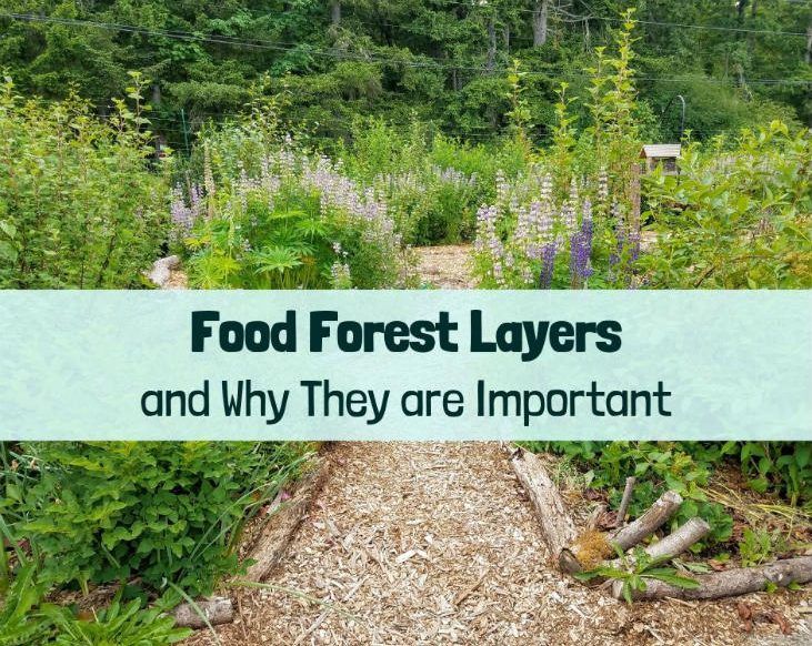 Compact Food Forest