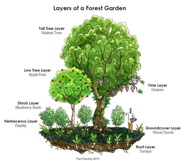 Food Forest Food