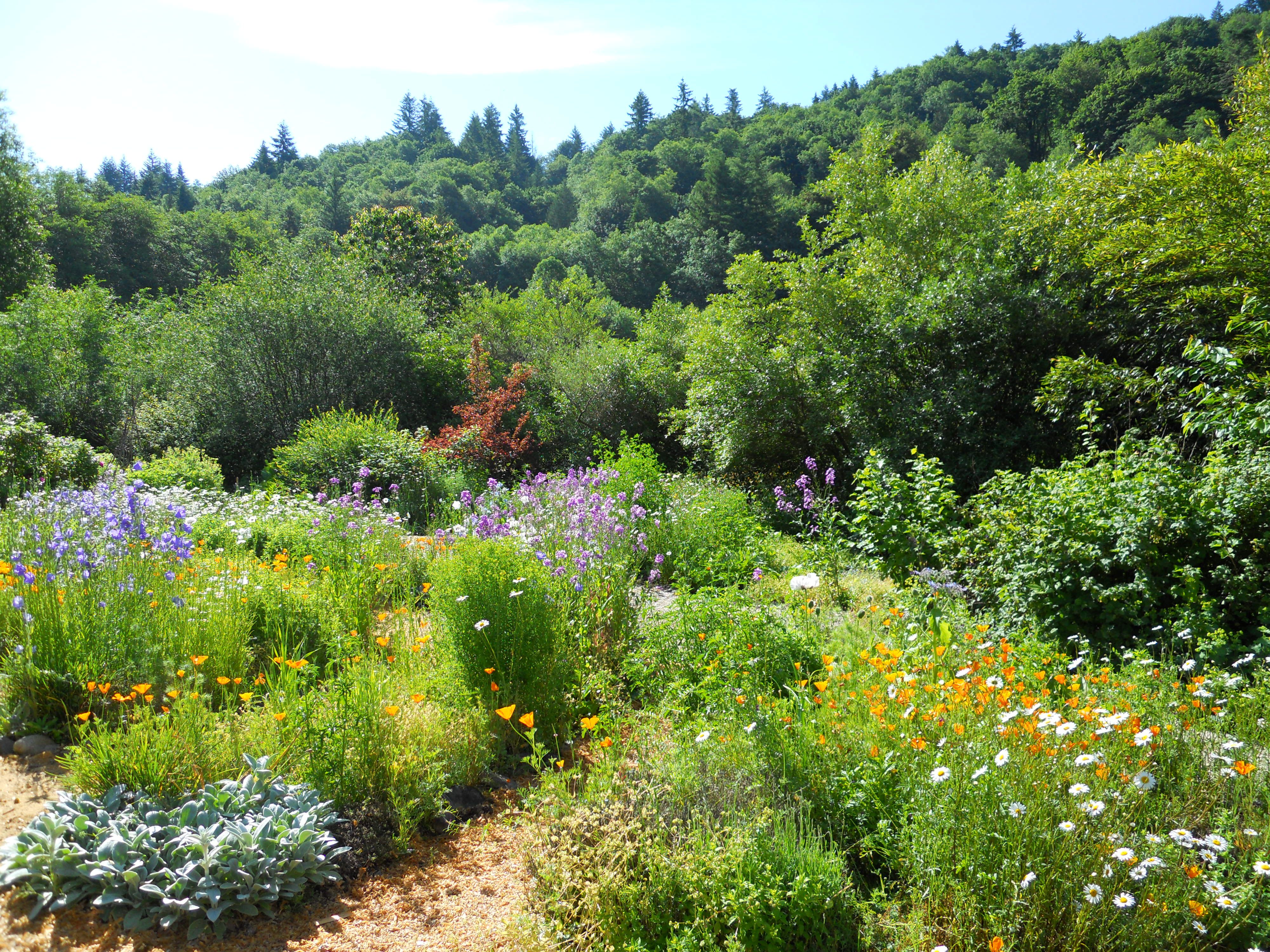 Our Princes Hill Garden