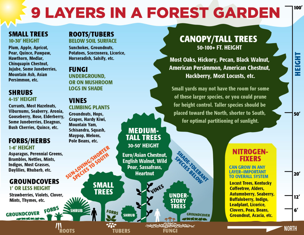 A Food Forest Garden Food Forest Plants Nz