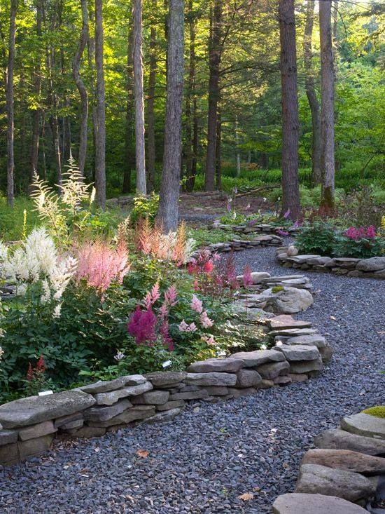 The Backyard Forest