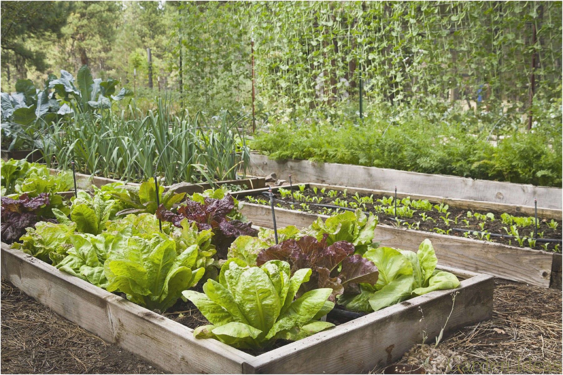 Terraced Vegetable Garden