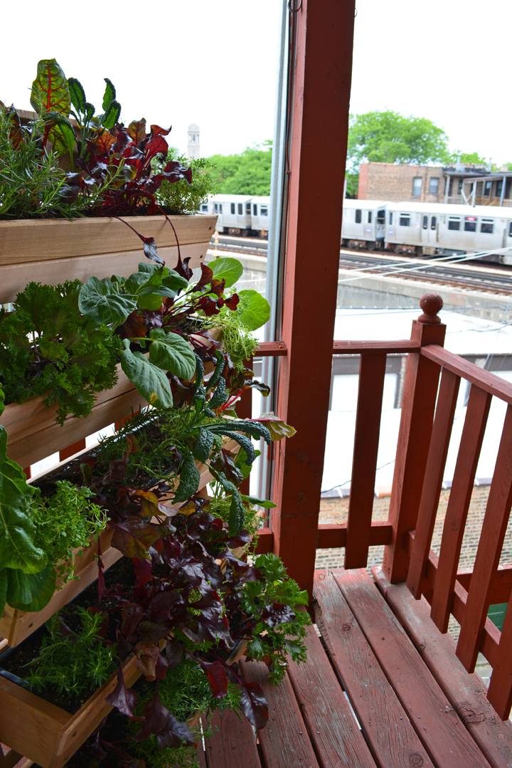 A Living Wall Vegetable Garden
