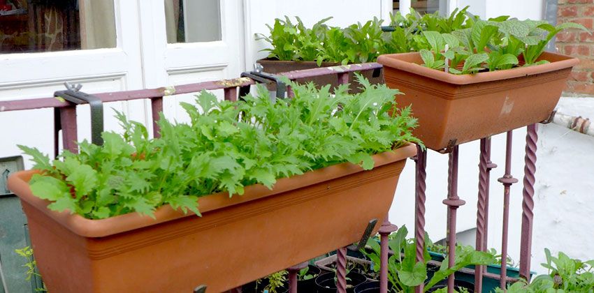 Balcony Garden Containers
