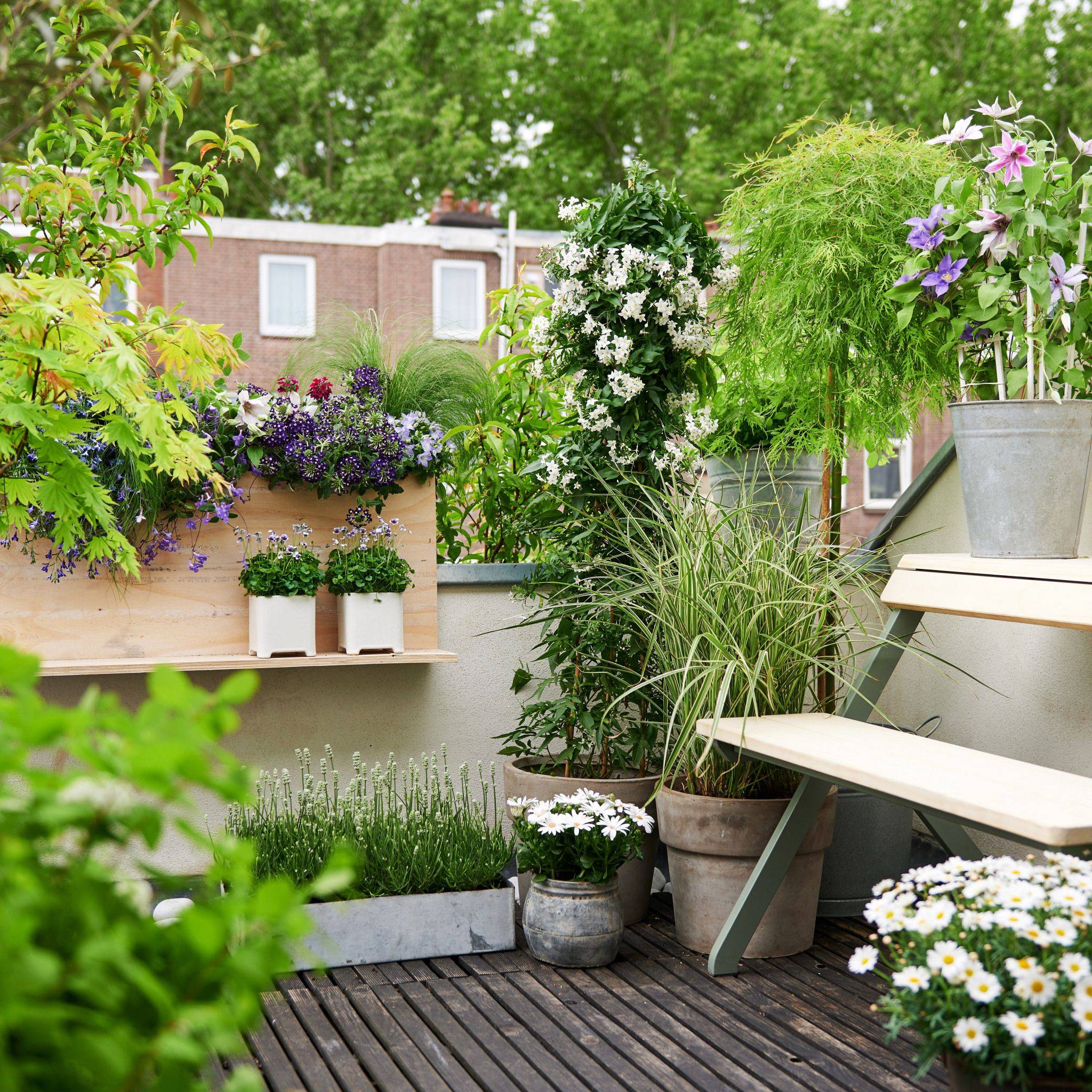 Projekt Urban Farming Gemse Vom Balkon