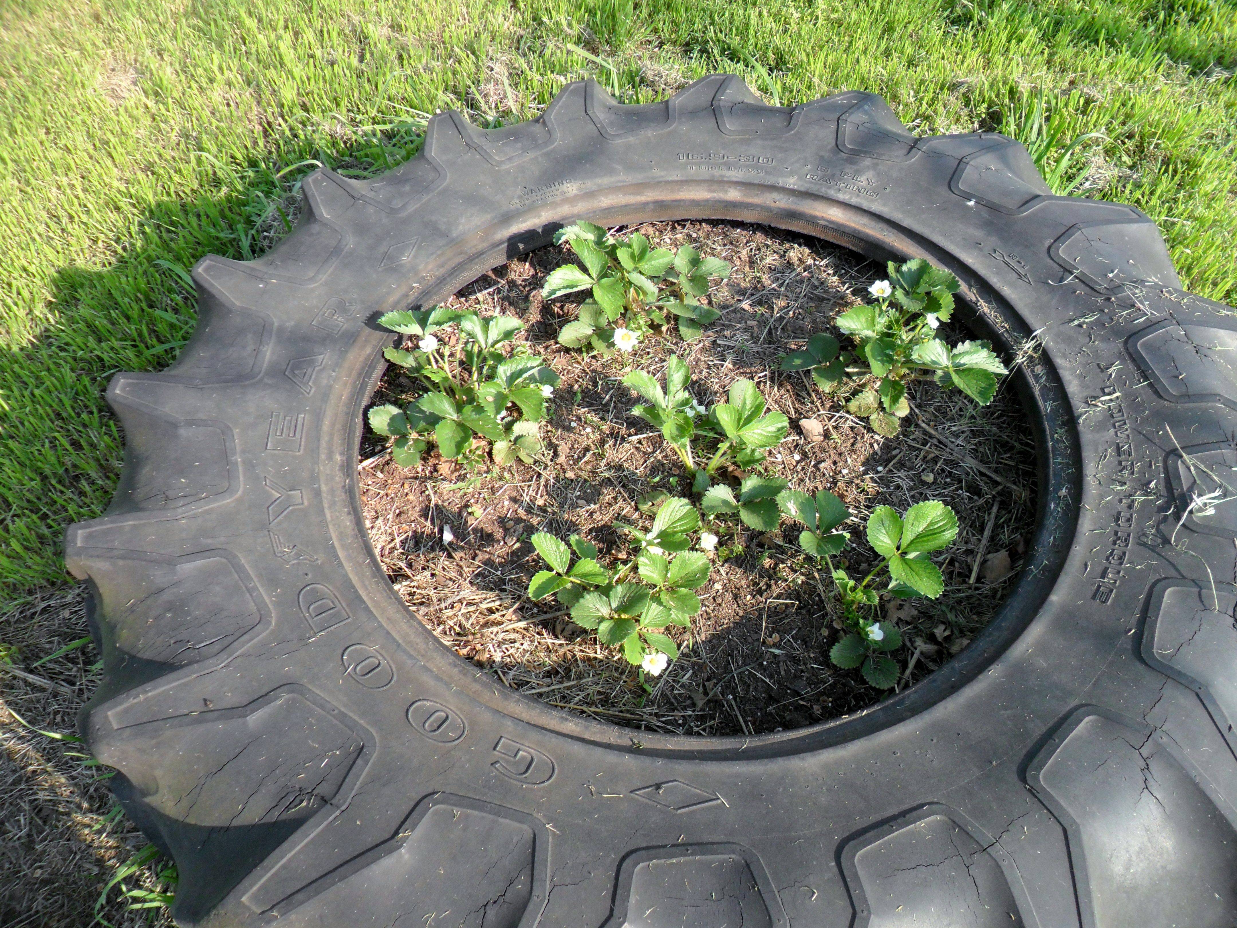 Tractor Tire Flower Bed Large Garden Planters