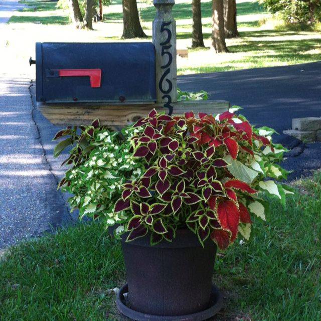 Your Street Garden Lovers Club