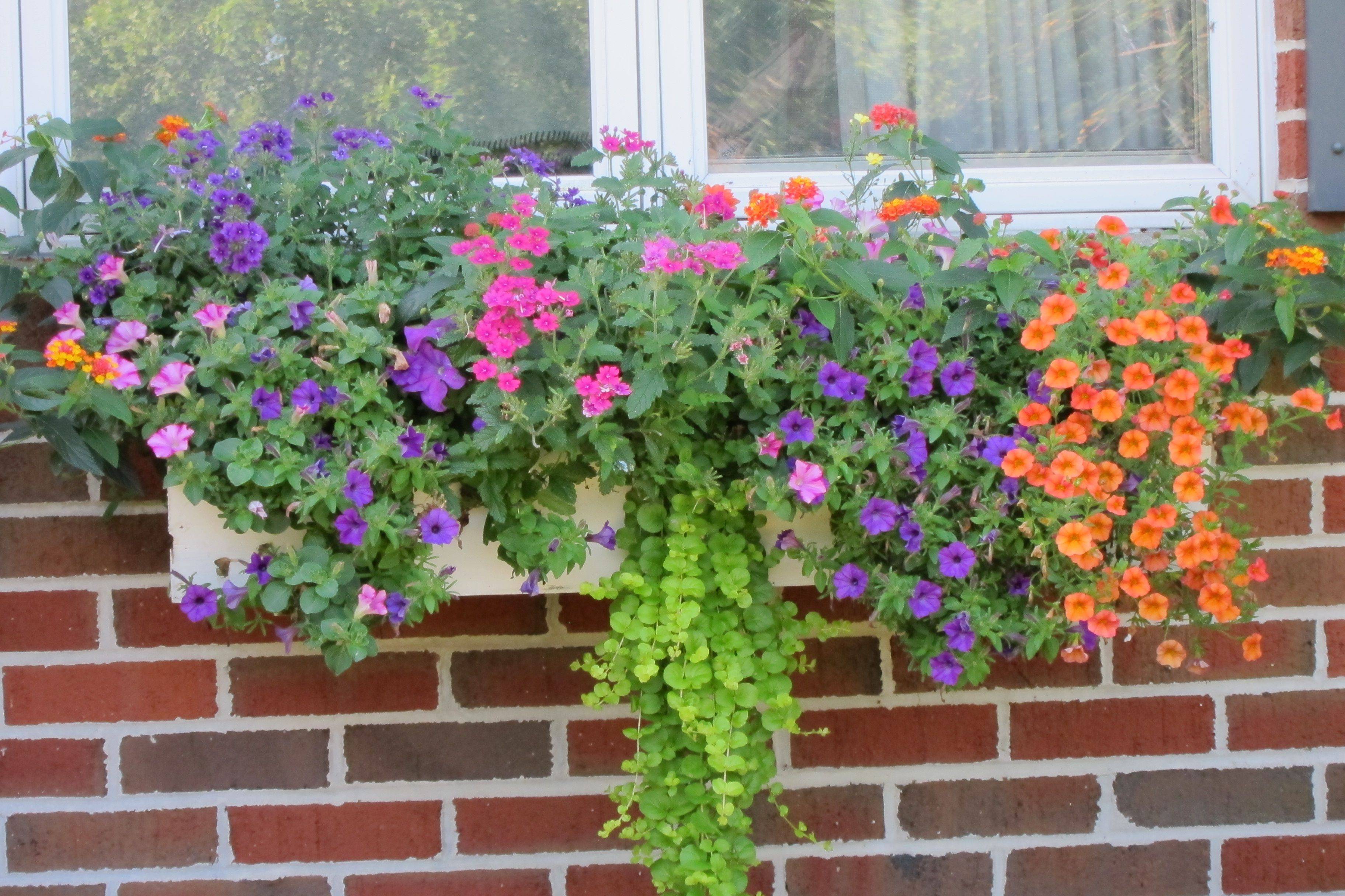 Fabulous Summer Container Garden Flowers Ideas