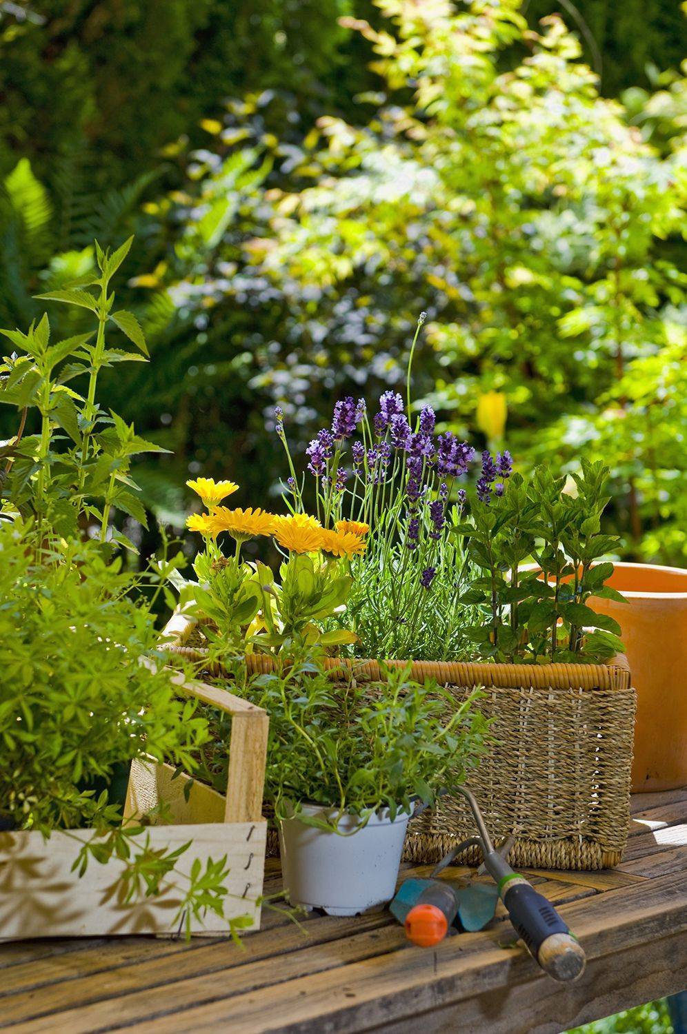 Your Dream Garden