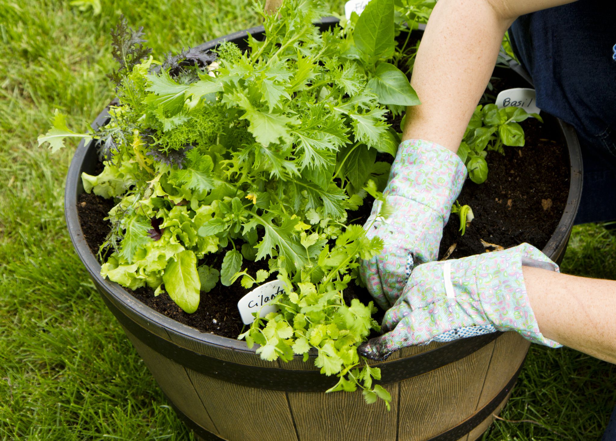 Vegetable Container Gardening