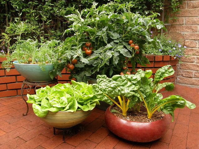 Vegetable Container Gardening