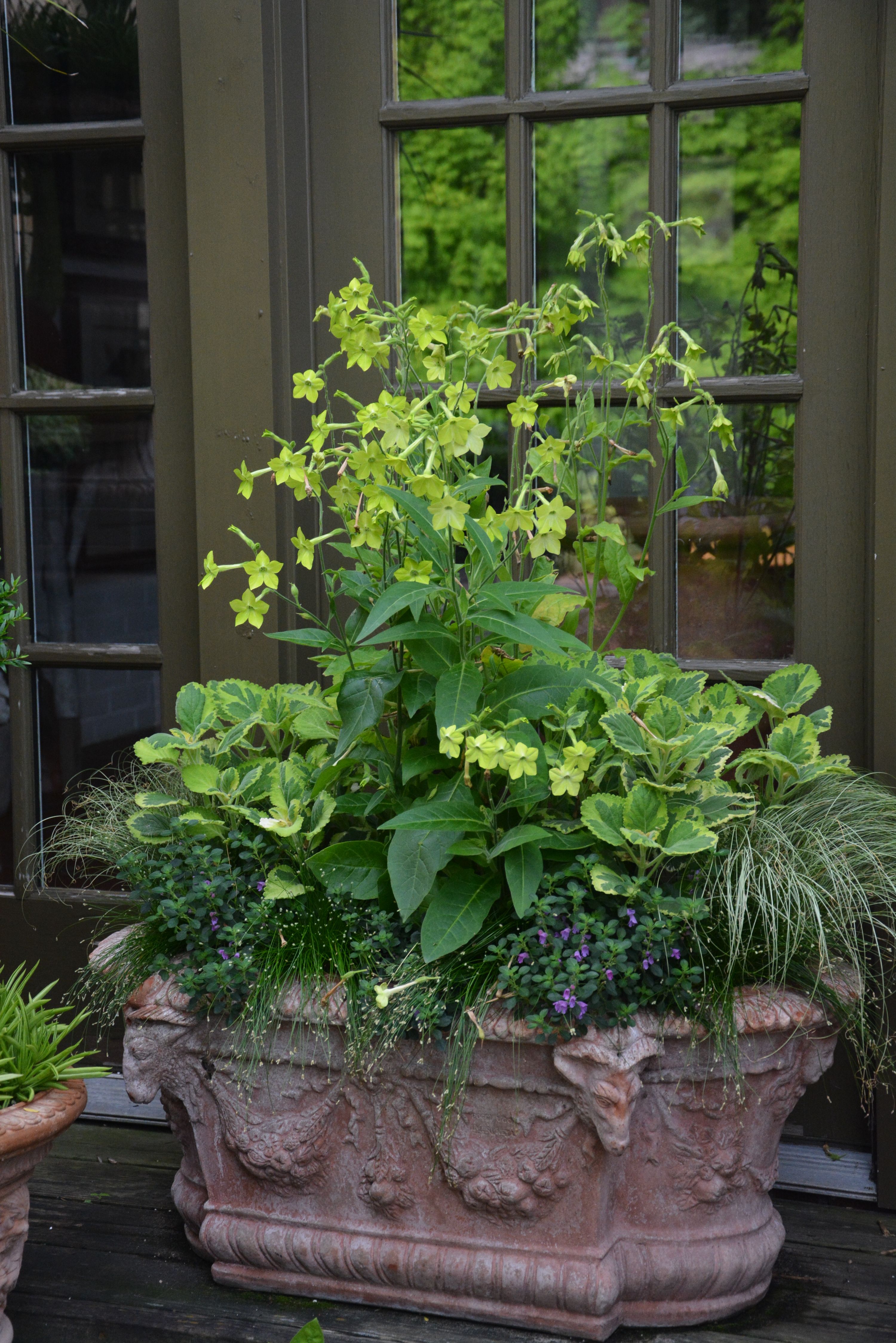 Amazing Awesome Plant Combinations