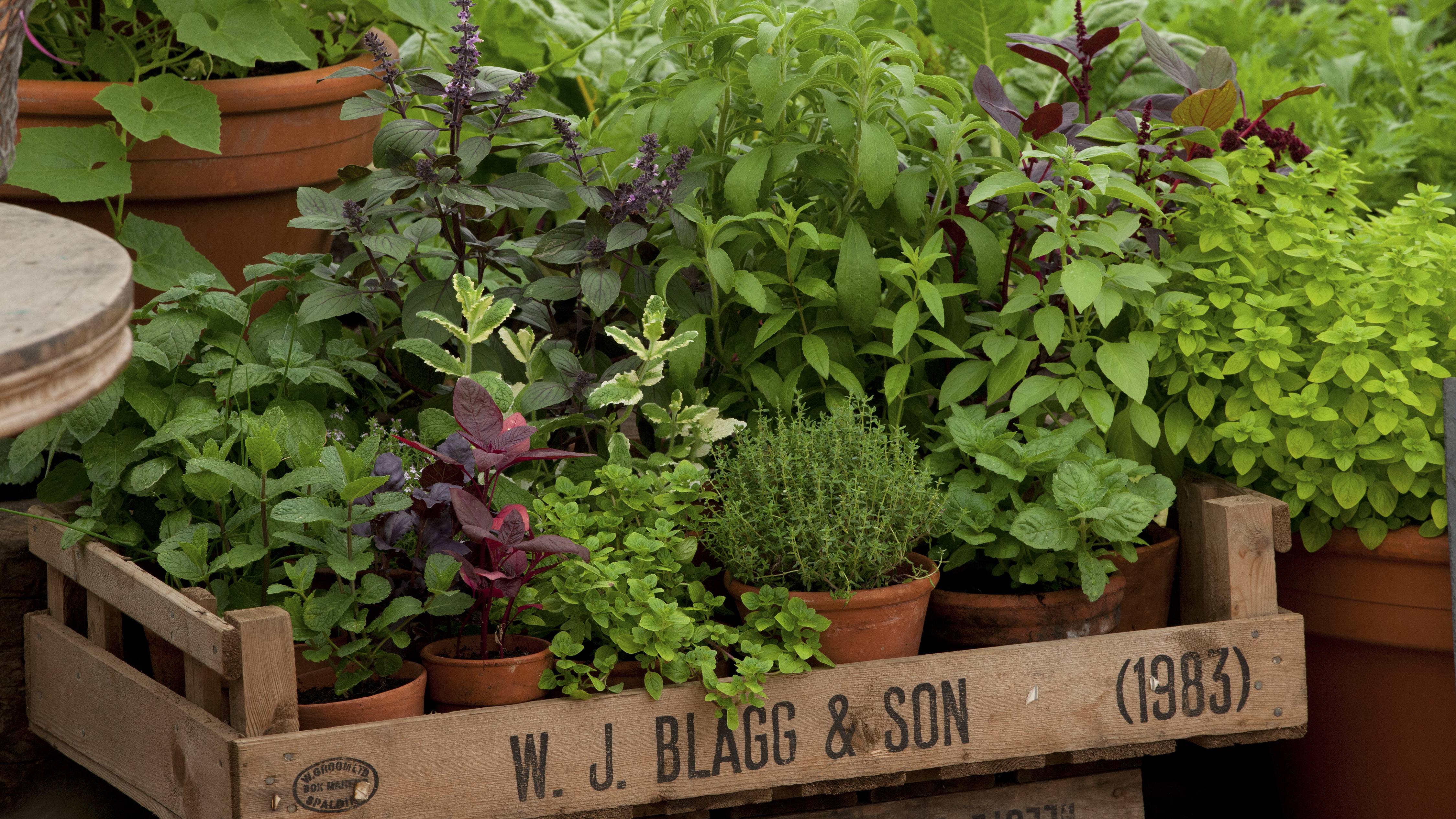 Incredibly Simple Diy Herbs Garden Ideas